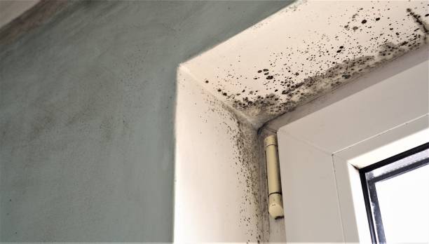 Environmental Consulting for Mold Prevention in Minnetrista, MN