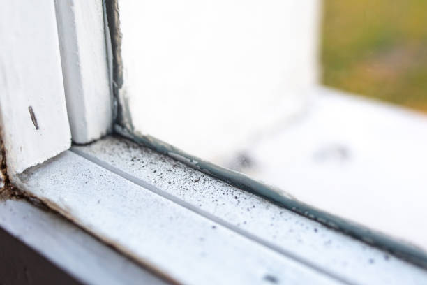 Best Dehumidification Services  in Minnetrista, MN