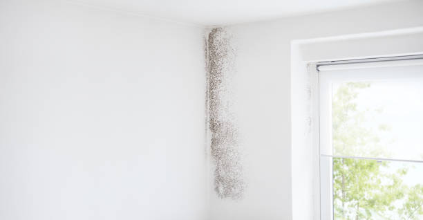 Best Residential Mold Inspection & Testing  in Minnetrista, MN