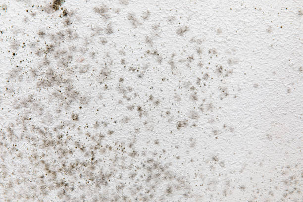 Best Mold Remediation for Healthcare Facilities  in Minnetrista, MN