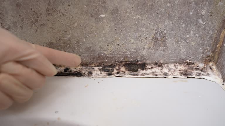 Best Real Estate Mold Inspection  in Minnetrista, MN